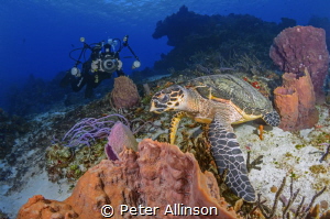 How to photograph a turtle by Peter Allinson 